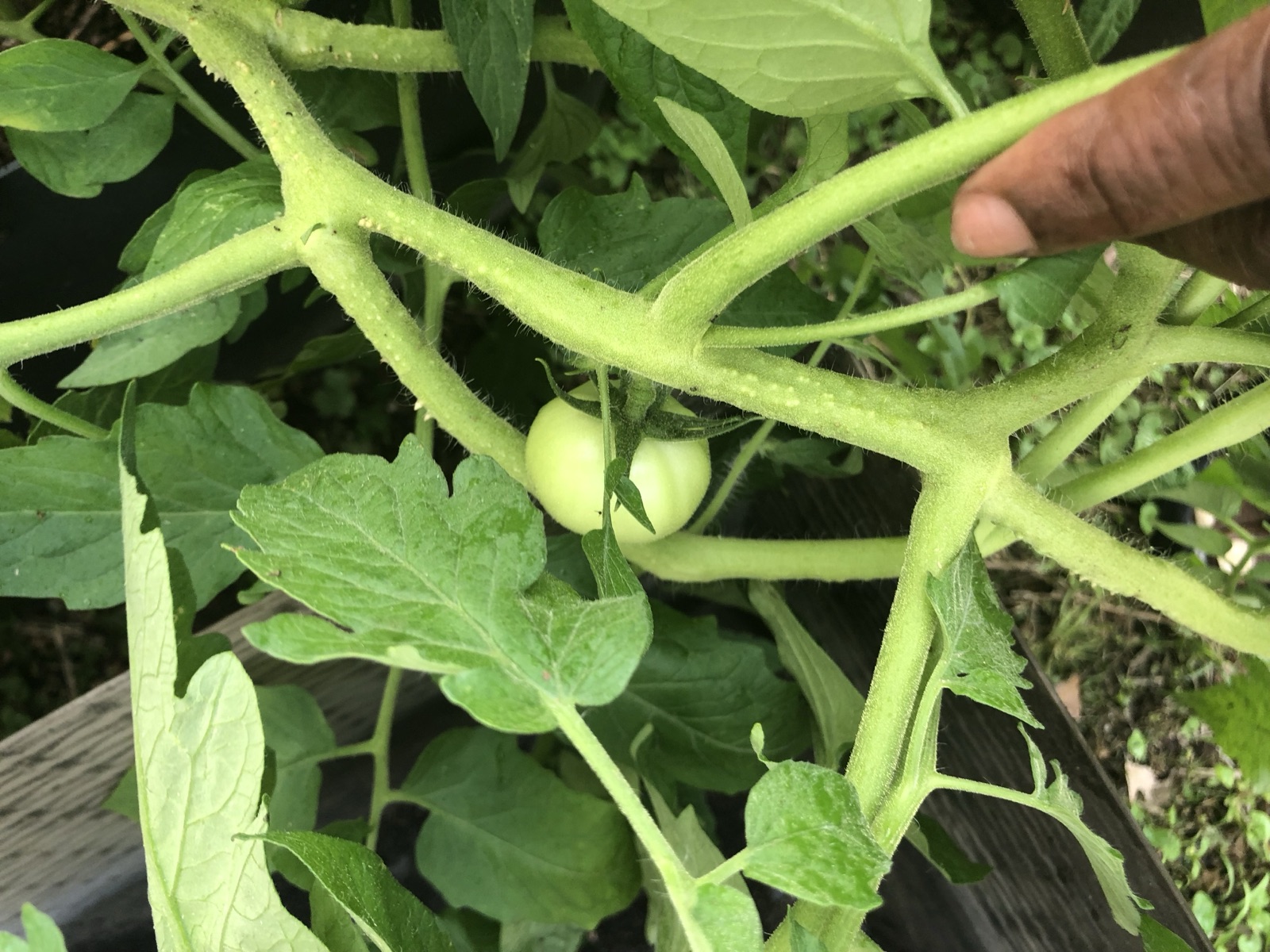 Catering presentation