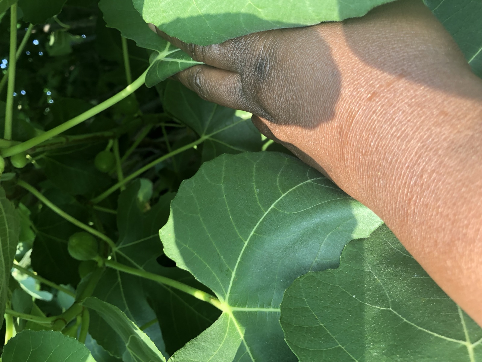 Catering presentation